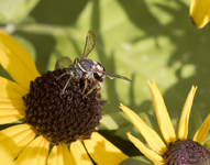 Bee on Rudbeckia 2092